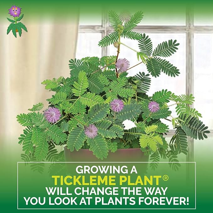 TickleMe Plant Deluxe Family Greenhouse Kit – Grow The Playful Plant That Closes Its Leaves When Tickled! Includes Mini Greenhouse, 3 Seed Packets, Soil Pellets & Pots – Fun Indoor Gardening Gift