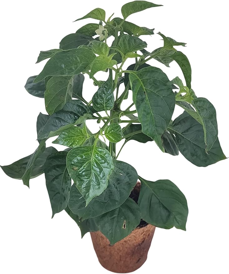Plant-It Starters Plant Seeds 4-Pack, DIY Indoor Succulents and Live Plants for Home or Garden Planting, Hot Peppers