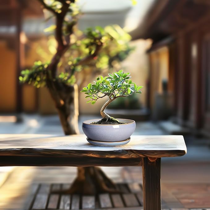 SQOWL Bonsai Tree Pots Small - 6 Inch Ceramic Succulent Planters with Drainage Hole and Saucer, Shallow Pot for Indoor Outdoor, Round Cactus Planters, Living Room Decor, Gifts for Plant Lover, Blue