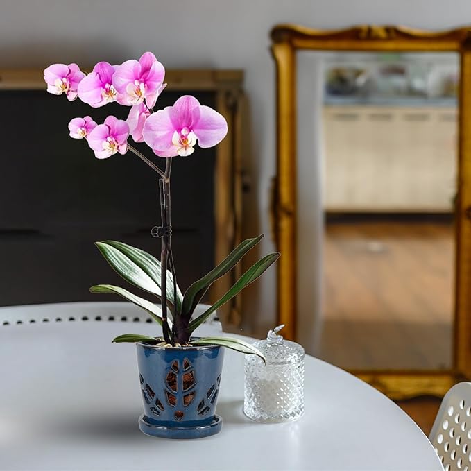 W&W Orchid Pot with Holes and Saucer for Repotting, 5.5 Inches, Blue