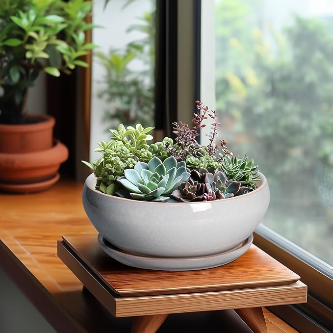 SQOWL Bonsai Tree Pots - 8 Inch Ceramic Plant Pots for Succulents, Shallow Planter with Drainage Hole and Saucer, Round Planter Indoor Outdoor, Bowl Planters, Home Decor, Gift for Plant Lover, Gray