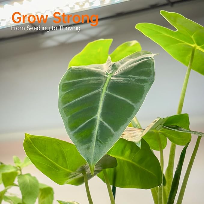 Bstrip Indoor Greenhouse with Grow Light, Mini Green house with 4 Pack 24W Full Spectrum Plant Lights with Timer, Plant Shelf with Tent for Indoor Plant, Seed Starting, Seed Tray, 23.5"x13.8"x59"