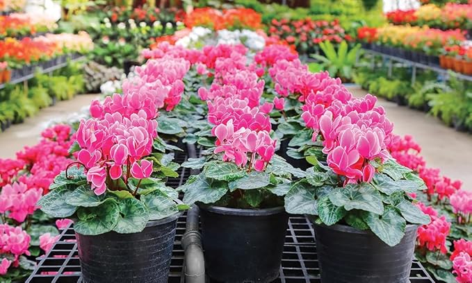 Gardenera Premium Cyclamen Potting Soil Mix - Perfect Balance of Nutrients, Drainage, and Aeration for Thriving Blooms - 10 Quart