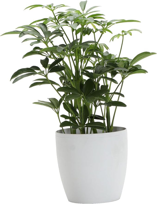 Thorsen's Greenhouse Live Arboricola Umbrella Tree Plant, Schefflera Arboricola, Natural Air Purifier, Easy to Grow, Live Indoor Houseplant, 4-inch Diameter (Natural)
