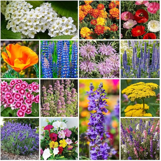 Park Seed Grow Your Own Vibrant Annual and Perennial Wildflower Garden Seed Mixture, Easy to Grow Varieties for Pollinators and Spring Gardens - Deer Resistant Mix, 5 lbs