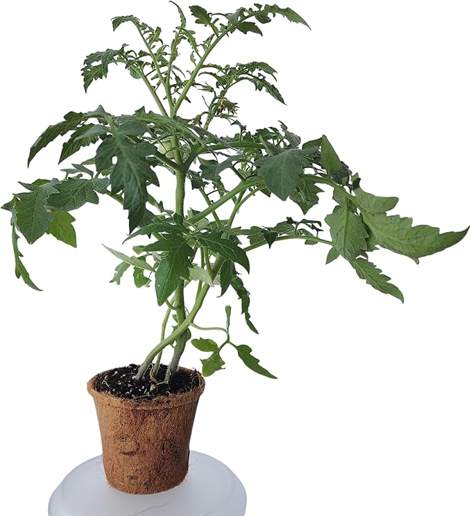 Plant-It Starters Plant Seeds 4-Pack, DIY Indoor Succulents and Live Plants for Home or Garden Planting, Grape Tomato