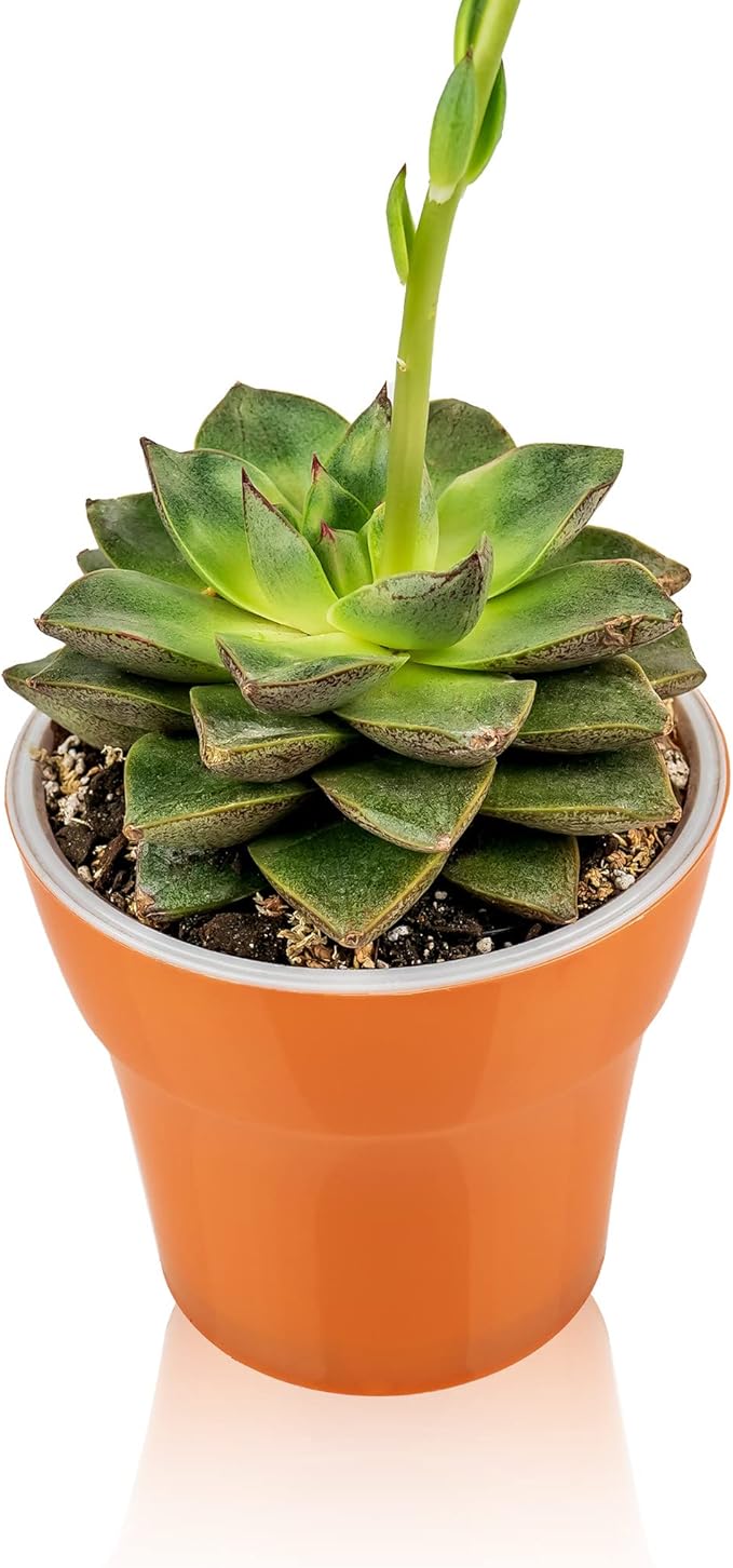 Gardenera Premium Albuca Spiralis Potting Soil Mix - Perfect Balance of Nutrients, Drainage, and Aeration for Thriving Blooms - 4 Quart