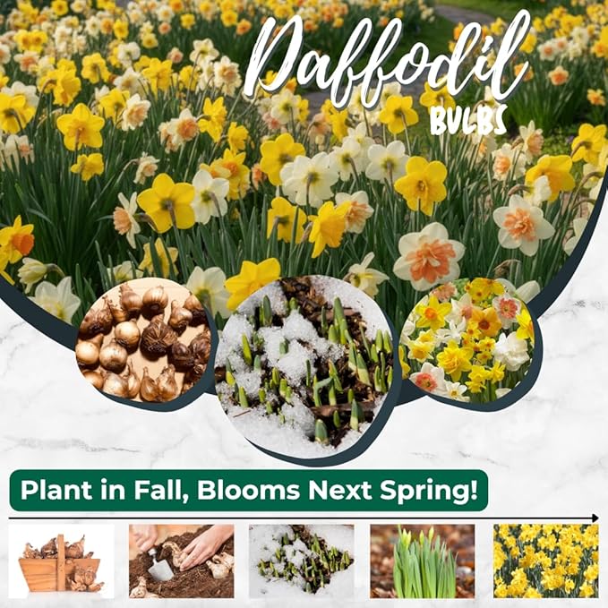 Set 30 Daffodil Bulls for Planting, Top Size Narcissus Flower Bulbs, Perennial Spring Flowers, Cold Hardy, Ideal for Gardens, Pots and Landscaping (Mixed Daffodil)