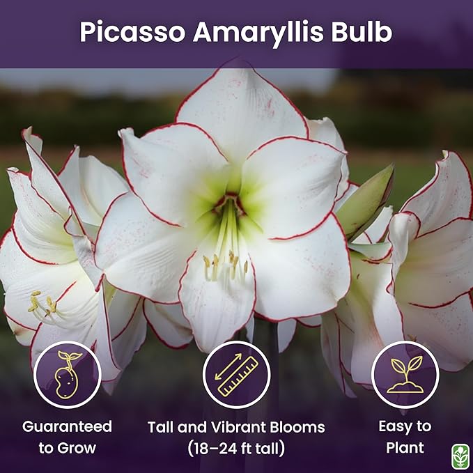 Picasso Amaryllis | 26-28 cm Bare Root Bulb | Picotee White with Pink/Red Edges | Elegant Floral Display | Ideal for Indoor & Outdoor Planting