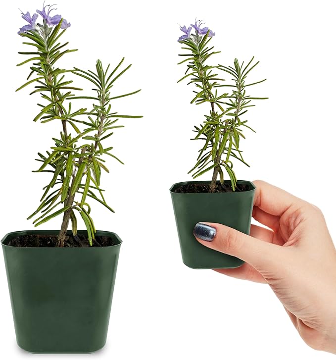 My Shelfie - Rosemary Plant Starter, Aromatic Rosemary Plants Live in 2-Inch Pot, Live Plants 2-3 Inch Tall, Blue-Purple Rosemary Herb Plants, Bee-Friendly, 1 Piece, Green