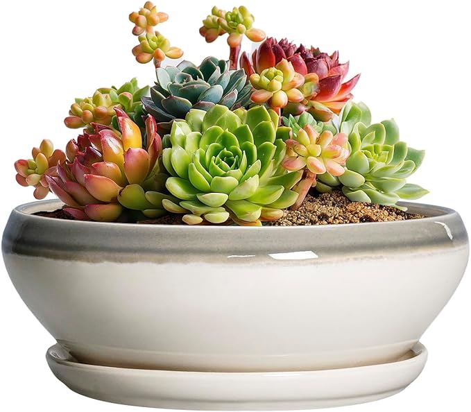 SQOWL Succulent Planters - 6 Inch Ceramic Bonsai Pots, Shallow Planter with Drainage Hole and Saucer, Round Planter for Indoor Outdoor, Cactus Succulent Pots, Desk Decor, Garden Gifts, Gray-Beige