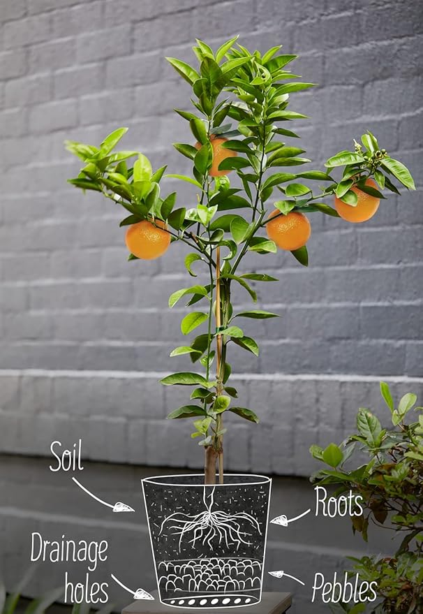 Gardenera Fiddle Leaf Fig Soil Mix - 20 Quart - Premium Blend of Peat Moss, New Zealand Bark, Coco Chips, and Perlite for All Purpose Planting - 4 Bags of 5 Quart