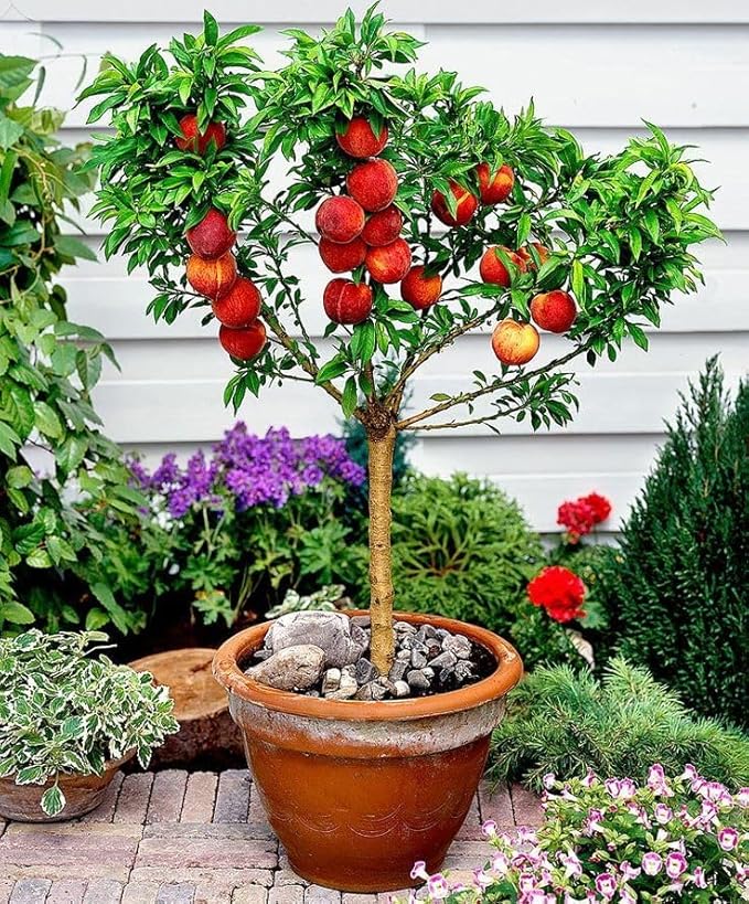 Gardenera Premium Peach Potting Soil Mix - Optimal Nutrient-Rich Blend for Thriving and Juicy Peaches - 2 Quart