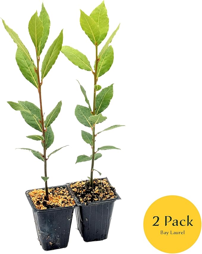 2 Live Bay Laurel Plants (Laurus Nobilis) – Aromatic Culinary Herb, Thriving in 2.5" Nursery Cubes