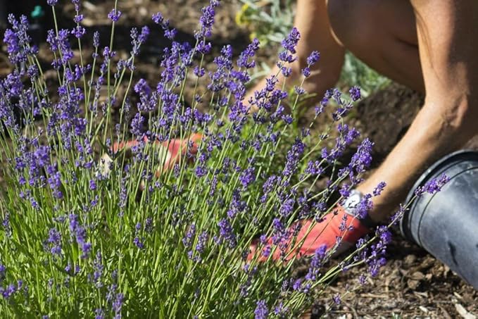GARDENERA Lavender Soil - Ideal Blend for Thriving and Fragrant Lavender Plants - 3 QUARTS
