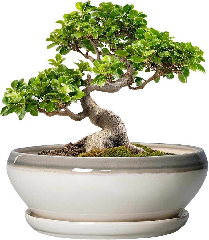 SQOWL Bonsai Pots Ceramic - 10 Inch Succulent Planters for Indoor Plants Outdoor, Shallow Round Planter with Drainage Hole and Saucer, Ceramic Planter Bowl, Office Decor, Gifts for Women, Gray-Beige