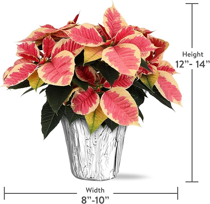 Green Circle Growers 12-Pack Live Marble Poinsettia/Cinnamon Plants in 4-Inch Grower Pots with Silver Decorative Covers – Festive Holiday Houseplants for Seasonal Home Décor & Gifting