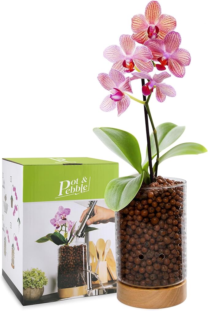 Pot & Pebble - C1 Glass Planter with Wooden Base - Indoor Glass Planter with Water Level Control Holes -Grow Plants in LECA Clay Pebbles/Similar Media - Semi Hydroponic Planter - Plant Cutting Holder