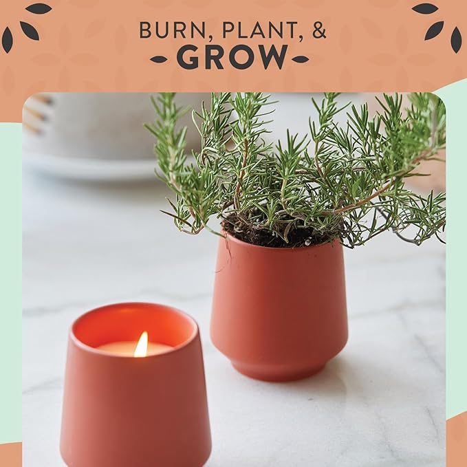 Modern Sprout Rooted Candle - 2 in 1 Cucumber Scented & Soy Candle with Seeds That Grows into Rosemary Plant - 6 oz w/ 42 Hr Burn Time in Matte Glaze Ceramic Vessel Ideal for Indoor Herb Garden