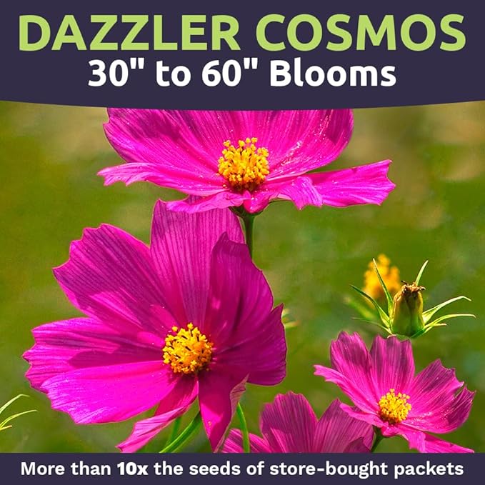 Dazzler Cosmos Wildflower Seeds - Bulk 1/4 Pound Bag - Over 20,000 Fresh Open Pollinated Non-GMO Flower Seeds - Stunning Bright Petals - Drought Tollerant
