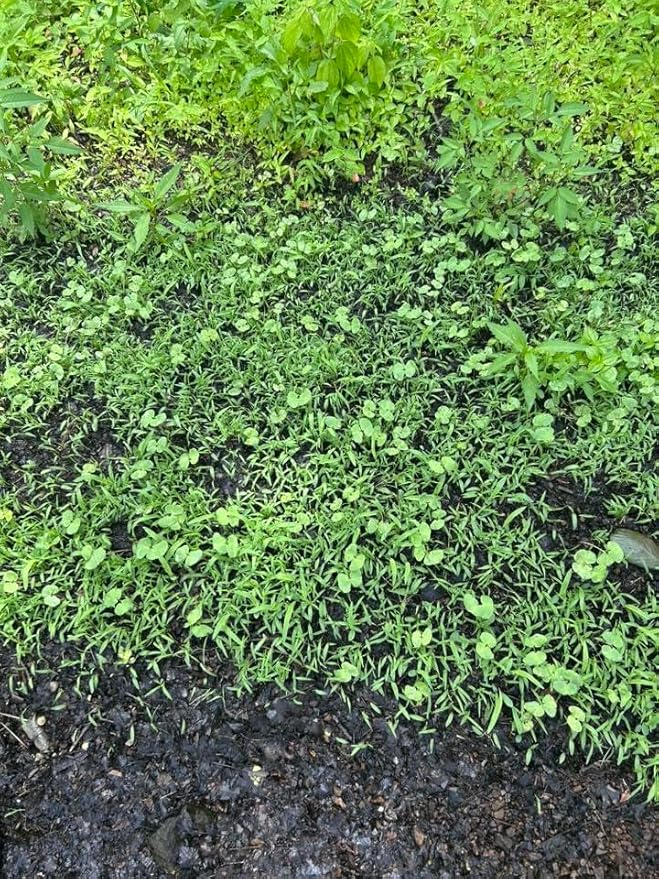 Soggy Bottoms Food Plot Seed Mix, 1/3 Acre or 3 Acres, A Mix of Turnips and Moisture Tolerant Clover, Survives Where Others Can’t