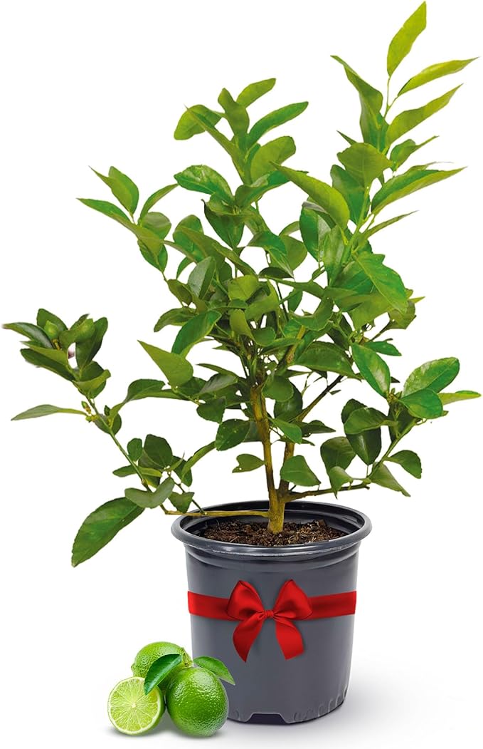 Persian Lime Plant Fruit Trees 18-22" Tall - Fruit Live Trees Plants, Outdoor Plants, Citrus Tree Pots for Housewarming Gift, Persian Garden, Cannot Ship: CA,AZ,TX,LA, Indoor Tree Live by Via Citrus