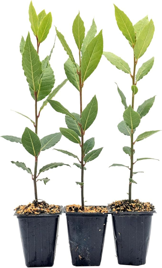 3 Live Bay Laurel Plants (Laurus Nobilis) – Aromatic Culinary Herb, Thriving in 2.5" Nursery Cubes