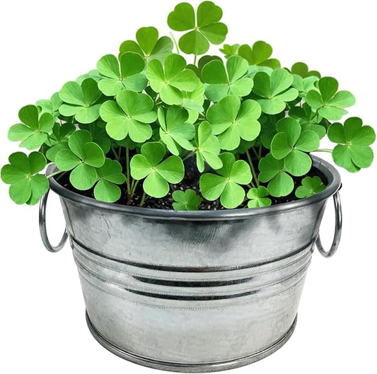 Grow Your Own Shamrocks Plant Seeds 3-Pack, DIY Indoor Succulents and Live Plants for Home or Garden Planting, Pot O' Good Luck