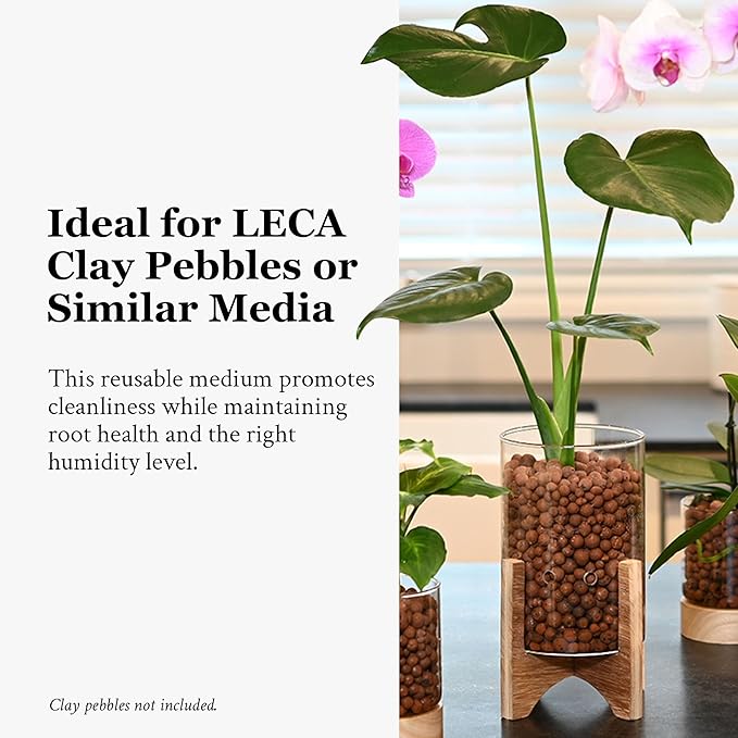 Pot & Pebble - C6 Glass Planter with Decorative Wood Base - Plant Propagation Station with Water Level Control - Plant Cutting Holder for LECA Clay Pebbles/Similar Media - Semi Hydroponic Planter