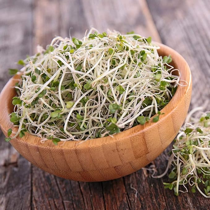 Handy Pantry Broccoli Sprouts Seed Organic- 1 Lb - Non-GMO Organic Broccoli Seeds for Sprouting, Microgreens Sprouting Seeds, Contain Sulforaphane