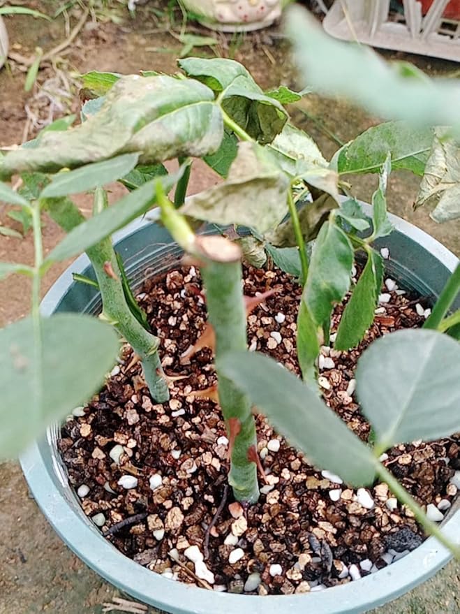 20QT Organic Vermiculite Granules for Plants and Gardening