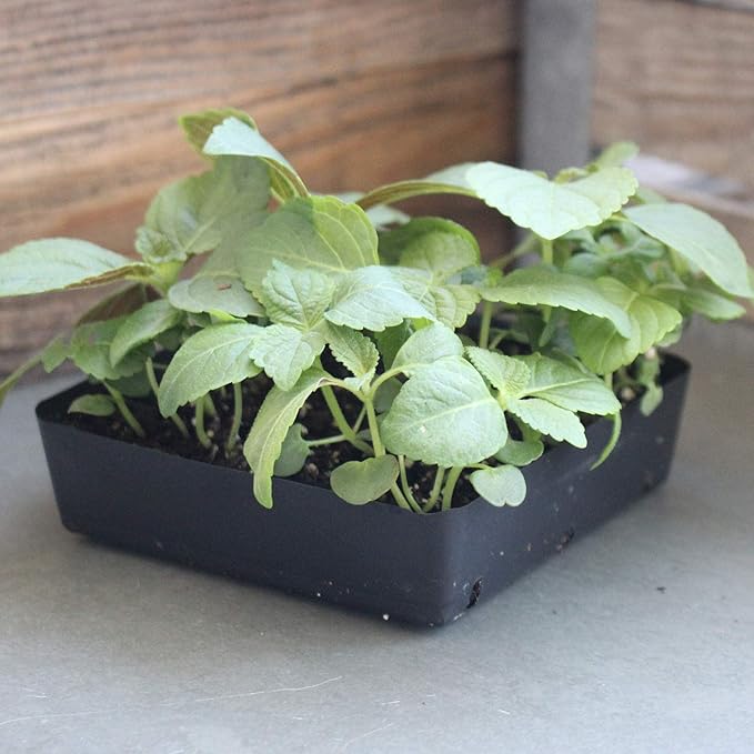 Shiso Seeds - Green - 4 Oz - Non-GMO Herb Garden & Microgreens/Micro Herbs - AKA: Perilla, Beefsteak Plant