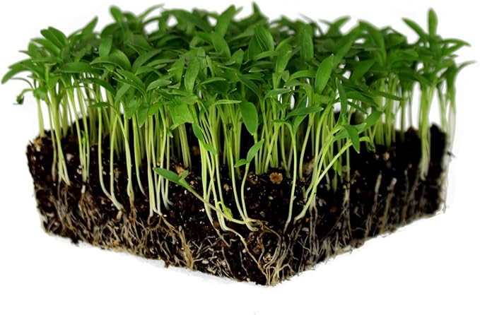 Slow Bolt Cilantro Herb Garden Seeds - 5 Lb Bulk - Non-GMO, Heirloom, Organic - Herbal Gardening & Microgreens Seeds (Coriander)