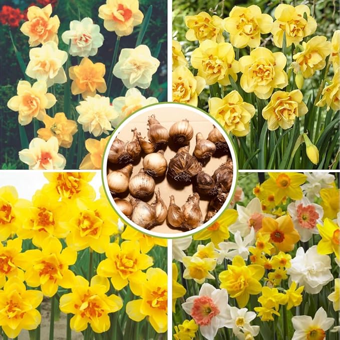 Set 30 Daffodil Bulls for Planting, Top Size Narcissus Flower Bulbs, Perennial Spring Flowers, Cold Hardy, Ideal for Gardens, Pots and Landscaping (Mixed Daffodil)