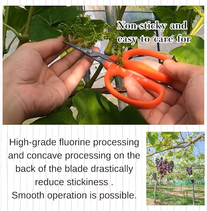 CHIKAMASA B-500SF Japanese Gardening Shears (2-Pack) with a Bonus Microfiber Cleaning Cloth - Fluorine Coated Stainless Steel Precision Trimmers for Grapes, Herbs, and Bonsai