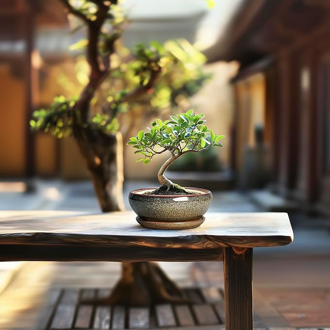 SQOWL Bonsai Pots Small - 6 Inch Ceramic Succulent Pots with Drainage Hole and Saucer, Shallow Round Planter for Indoor Plants Outdoor, Ceramic Cactus Planter, Patio Decor, Housewarming Gift, Brown