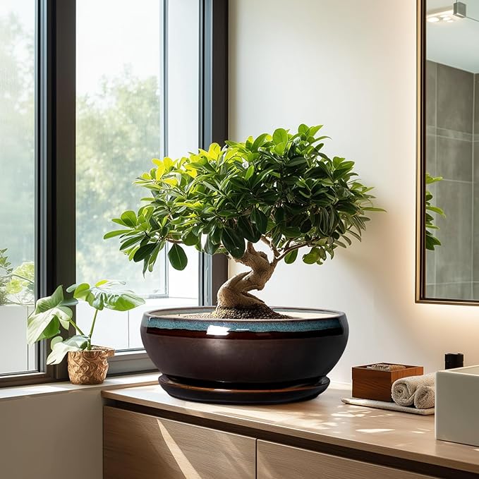 SQOWL Bonsai Planter 12 Inch - Ceramic Succulent Pots Large, Round Shallow Plant Pots Indoor with Drainage Hole and Saucer, Bowl Planter Outdoor for Flower, Room Decor, Housewarming Gifts, Blue-Brown