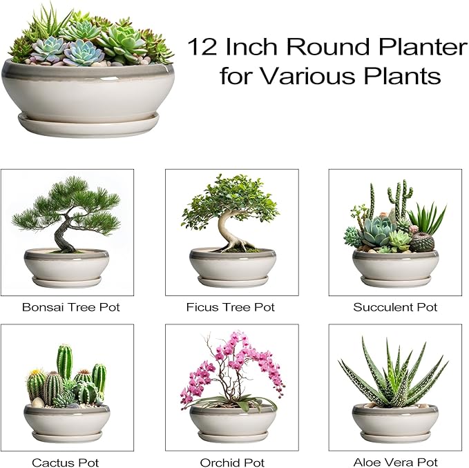 SQOWL Large Succulent Planters - 12 Inch Ceramic Bonsai Pots with Drainage Hole and Saucer, Shallow Round Planter for Indoor Plants, Bowl Planter Outdoor, Living Room Decor, Birthday Gift, Gray-Beige