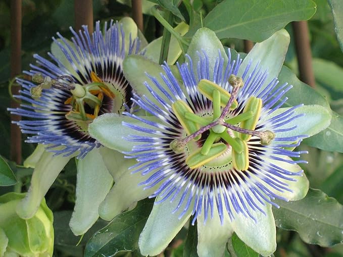 GARDENERA Premium Passion Fruit Potting Soil Mix - Perfect Balance of Nutrients, Drainage, and Aeration for Thriving Passion Fruit Vines - 20 Quart