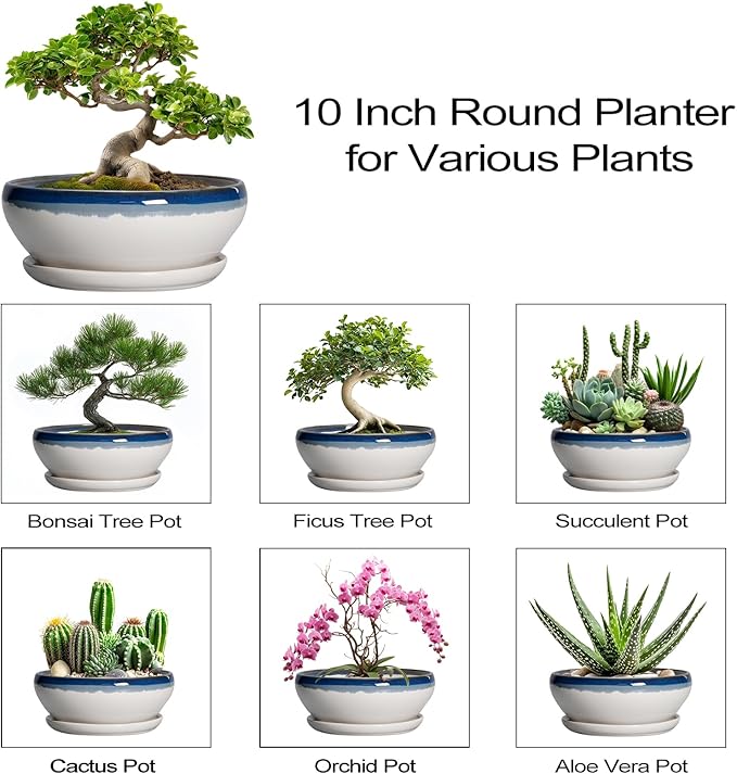 SQOWL Bonsai Pots - 10 Inch Ceramic Pots for Succulents Indoor Outdoor, Shallow Planter with Drainage Hole and Saucer, Round Succulent Planters Bowl, Kitchen Decor, Housewarming Gifts, Blue-Beige