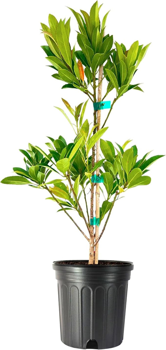 Japanese Blueberry Elaeocarpus Tree | 2 Large Gallon Size Pots | Elaeocarpus Decipiens | Ornamental Evergreen | Shade and Privacy Plants