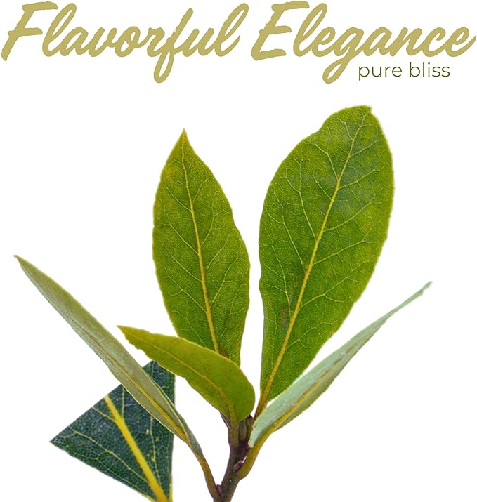 1 Live Bay Laurel Plants (Laurus Nobilis) – Aromatic Culinary Herb, Thriving in 2.5" Nursery Cubes