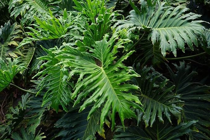 Gardenera Split Leaf Philodendron Planting Mix - Promotes Steady Growth and Vibrant Foliage - 10 Quart (2 Bags of 5 Quart)