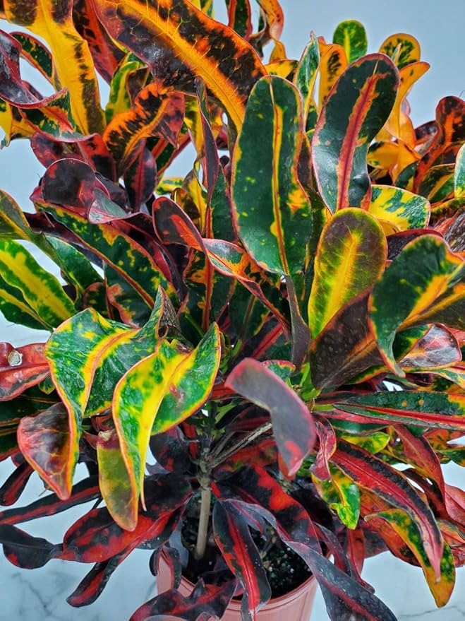 Croton Mammy Plant Live - 3 Gallon Pot - Overall Height 24" to 28" - Tropical Plants of Florida…