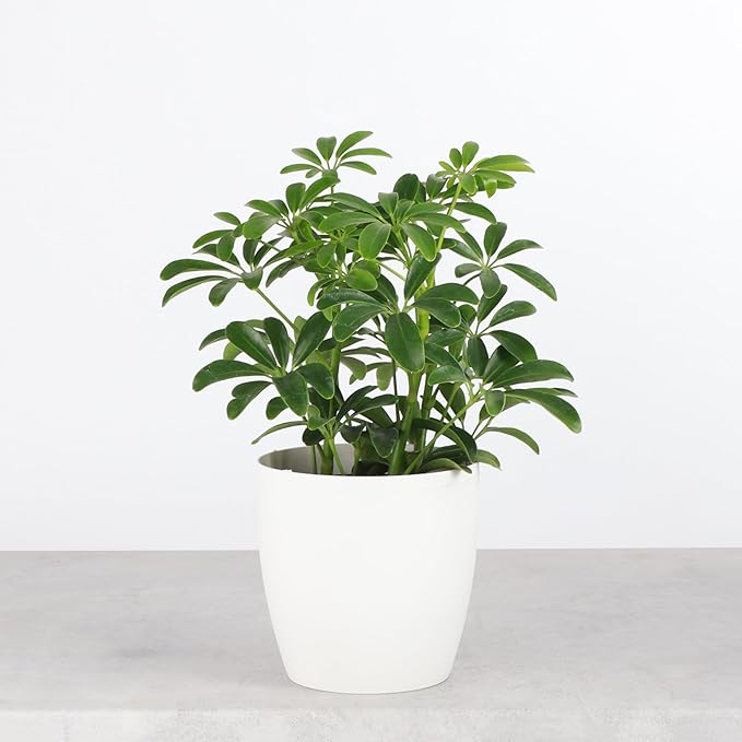 Thorsen's Greenhouse Live Arboricola Umbrella Tree Plant, Schefflera Arboricola, Natural Air Purifier, Easy to Grow, Live Indoor Houseplant, 4-inch Diameter (Natural)
