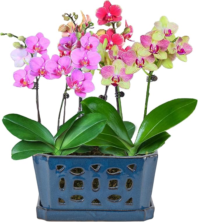 W&W Orchid Pot with Holes and Saucer for Repotting, Blue, 9.7 Inches