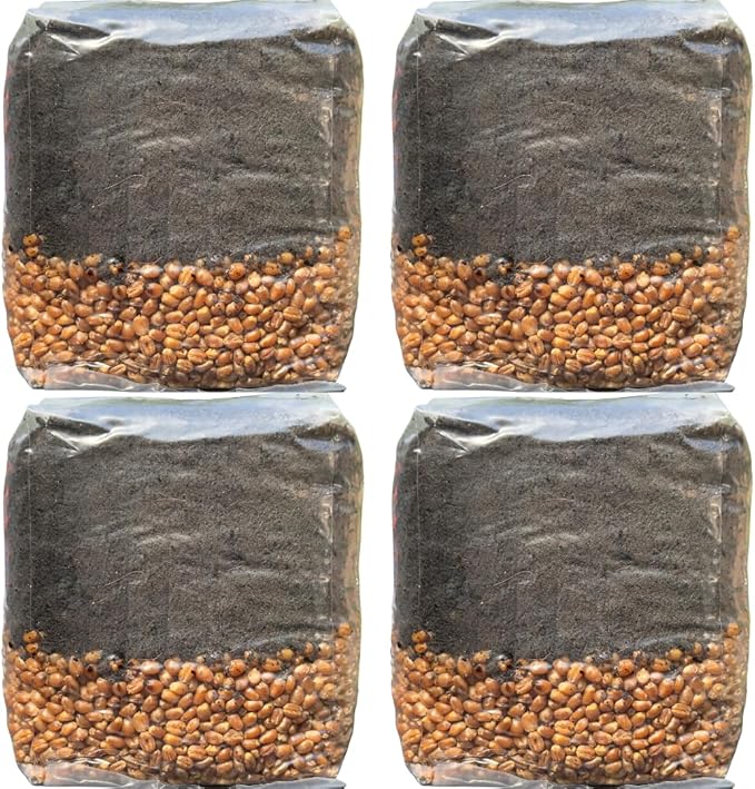 Mushroom Grow Kit - All in One Mushroom Grow Bags - 4 Pack