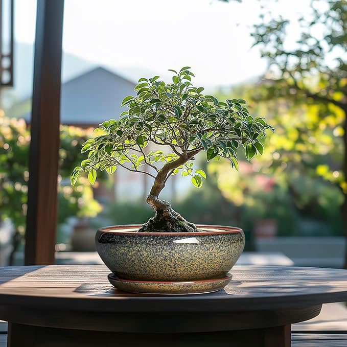 SQOWL Succulent Pots - 8 Inch Ceramic Bonsai Pots, Round Shallow Planter with Drainage Hole and Saucer, Succulent Indoor Planter, Bowl Planters Outdoor, Apartment Decor, Gifts for Women, Brown