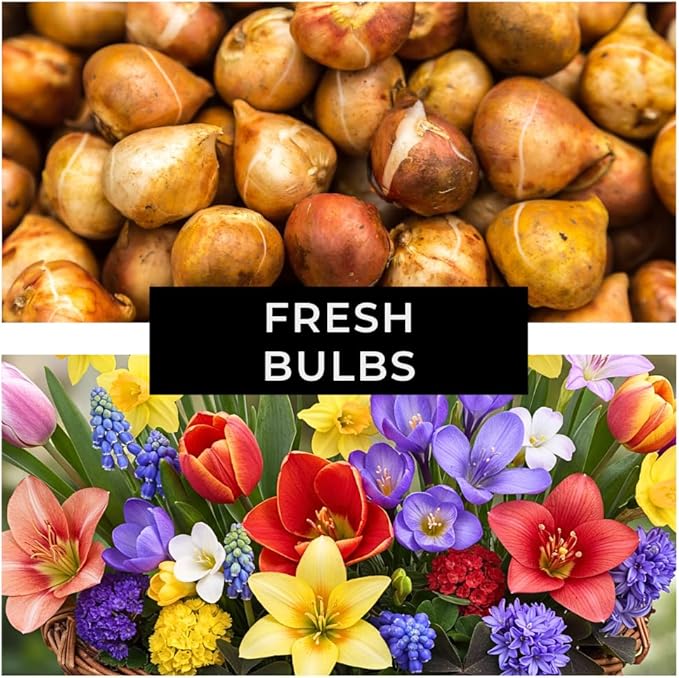 Complete Spring Flower Garden | 50 Fresh Bulbs | Bloom All Spring and Summer, Easy to Grow Flower Bulb, Indoor/Outdoor