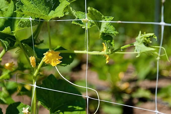 Trellis Netting, Aaamazing Netting, Scrog Net, Trellis Net, 10ft x 4920ft Roll, for Climbing Plants, Cut Flower Support, Garden, Grow Pea, Bean, Grape Vine, Mesh, Heavy Duty, 6x6 Inch Squares - Folded